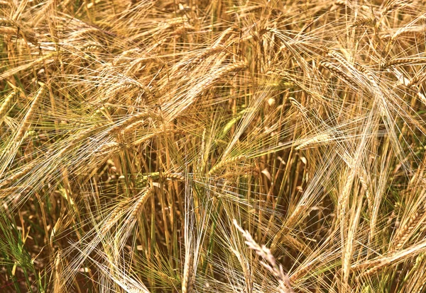 Gouden oren. gebied van tarwe — Stockfoto