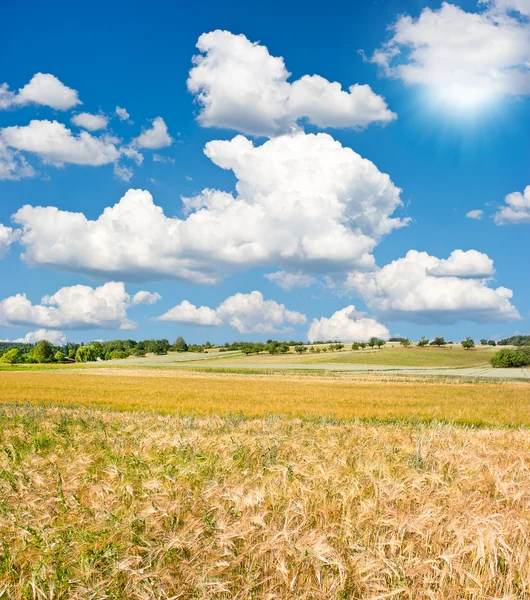 Сільській місцевості. краєвид з пшеничним полем і блакитним небом — стокове фото