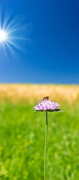 Fiore sopra il cielo blu — Foto Stock