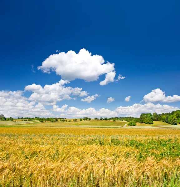 Wsi. krajobraz z pola pszenicy i pochmurne niebo — Zdjęcie stockowe