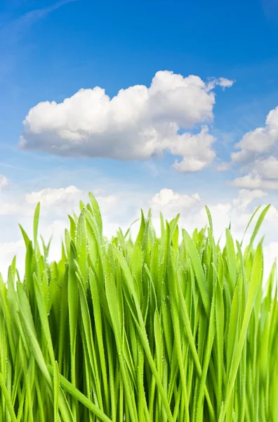 Świeża zielona trawa przeciwko błękitnemu niebu — Zdjęcie stockowe