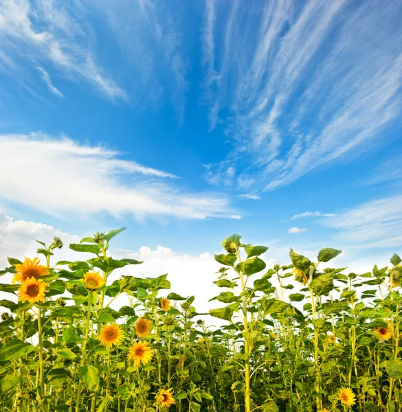 Girasol sobre hermoso cielo azul —  Fotos de Stock