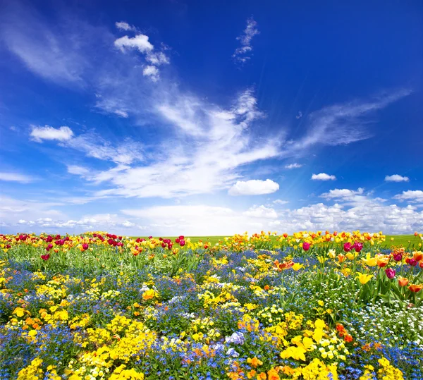 Flowerbed. colorful flowers over blue sky Stock Photo by ©LiliGraphie