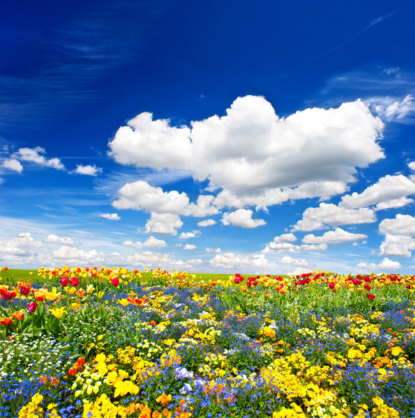 Tulips flower bed. colorful flowers over cloudy blue sky