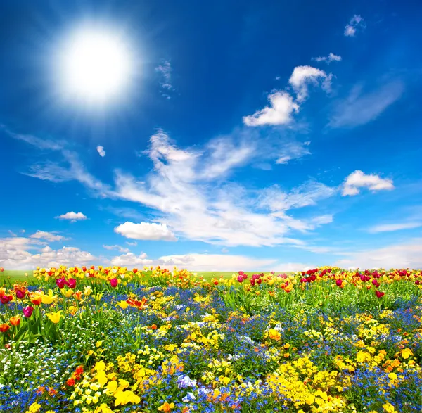 Flowerbed. kleurrijke bloemen over blauwe hemel — Stockfoto