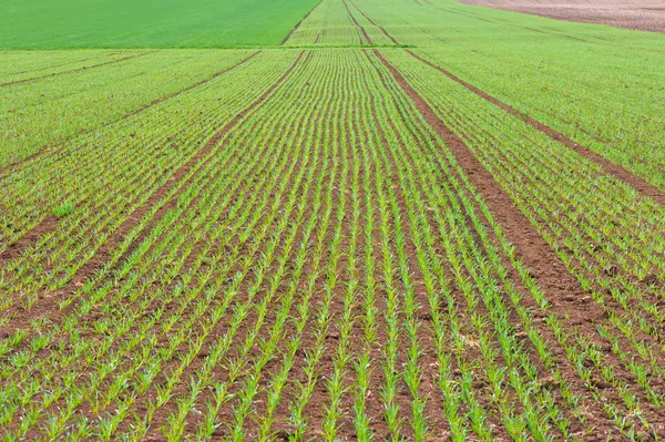 Young corn field. countryside. nature background — Stock Photo, Image