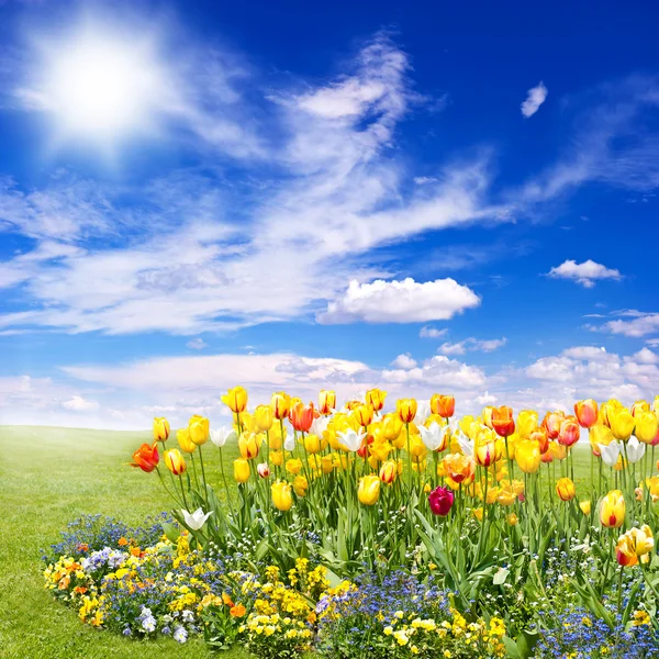 Tulip flowers field on blue sky background — Stock Photo, Image