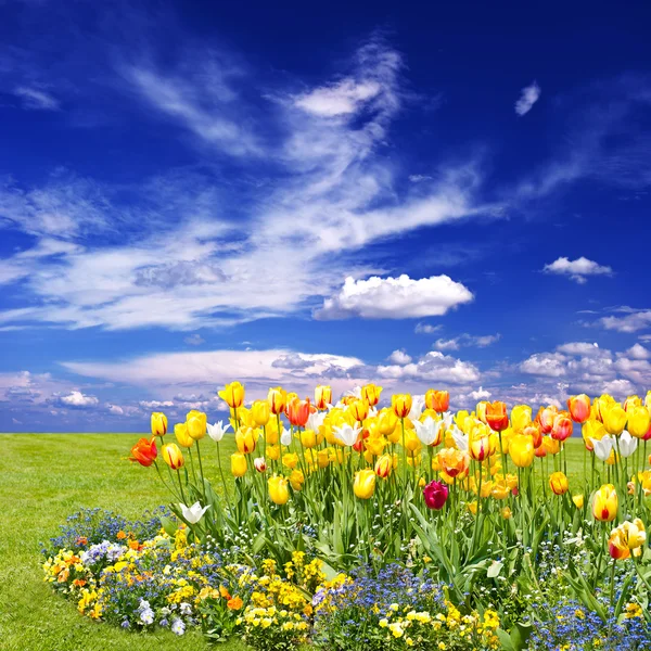 Campo di fiori tulipano su sfondo cielo blu — Foto Stock