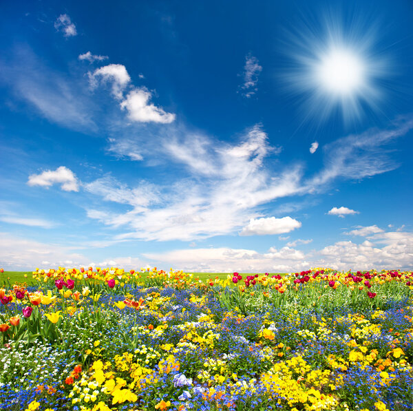 Macizo de flores. flores de colores sobre el cielo azul — Imagen de stock Macizo de flores. flores de colores sobre el cielo azul Imagen De Stock