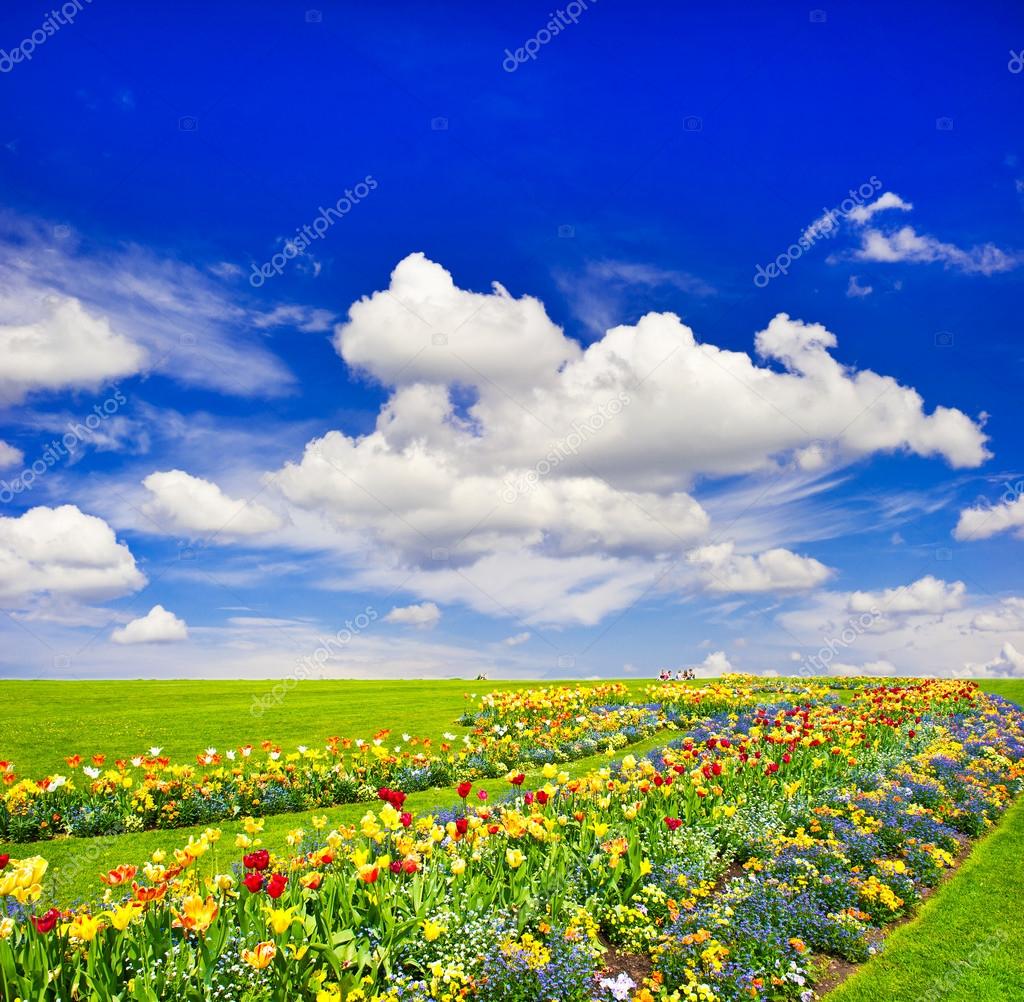 Landscape with colorful flowers and blue sky Stock Photo by