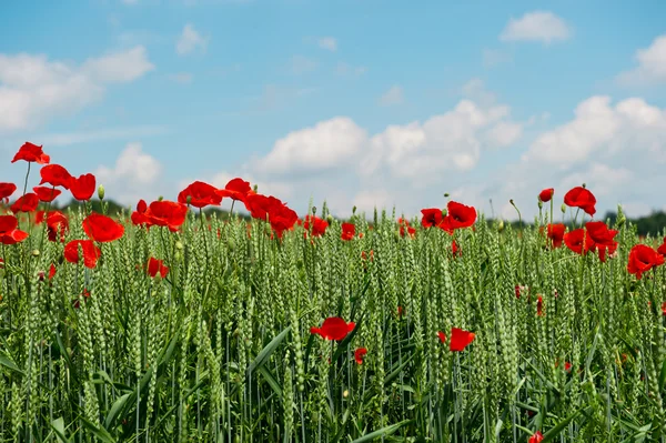 Poppy field on blue sky — Stock Photo, Image