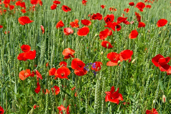 Flores de papoila. campo verde — Fotografia de Stock