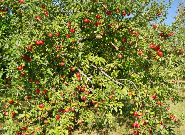 Kırmızı elma elma ağacı dalı. güneşli bir gün