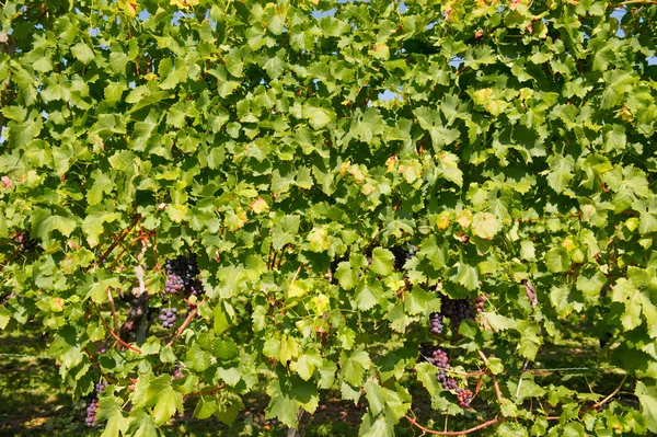 Uvas vermelhas na videira — Fotografia de Stock