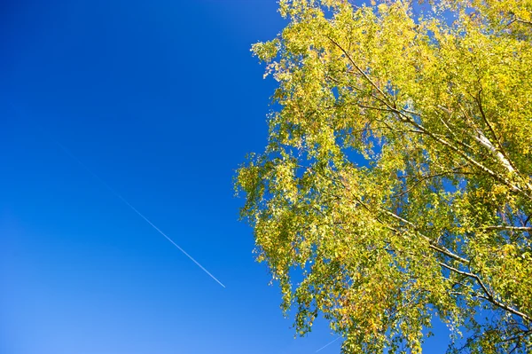 beautiful blue sky. yellow and green foliage branch of birch tre