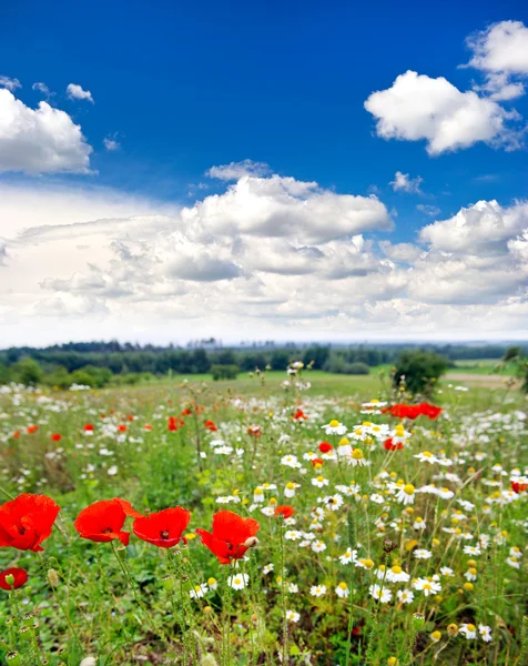 En el campo. prado hermoso y azul nublado — Foto de Stock