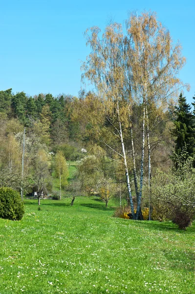 Frühlingswiese mit Blumen und Birken — Stockfoto