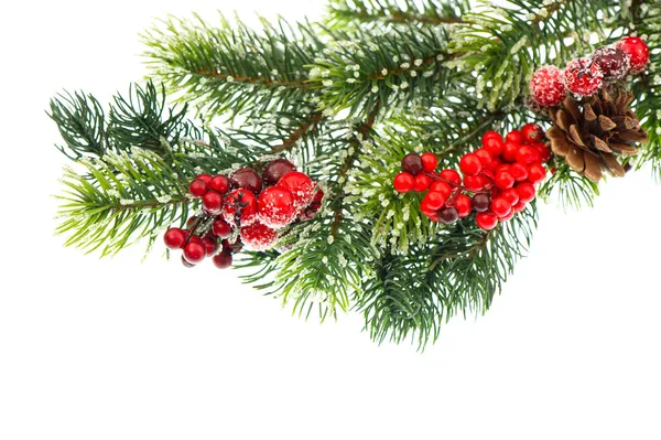 Rama de árbol de Navidad con bayas rojas —  Fotos de Stock