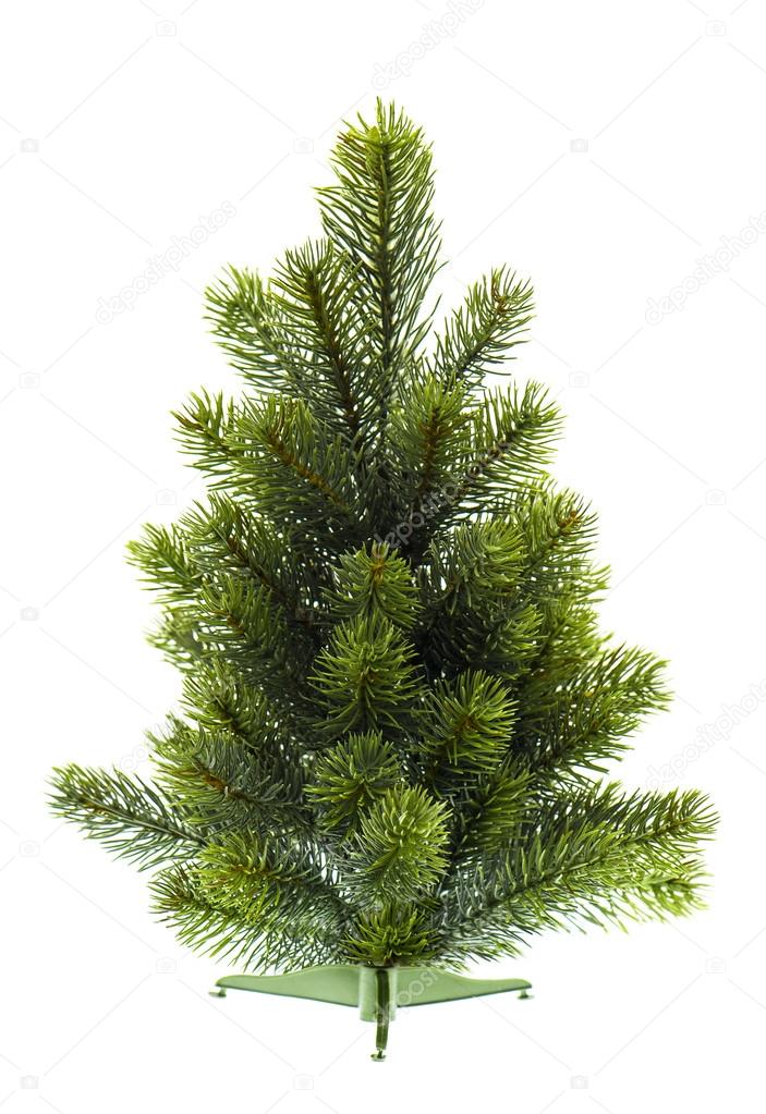 Evergreen christmas tree undecorated on white