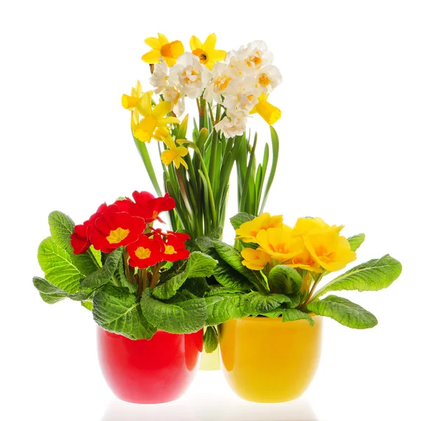 Colorful spring primulas and narcissus in pots — Stock Photo, Image