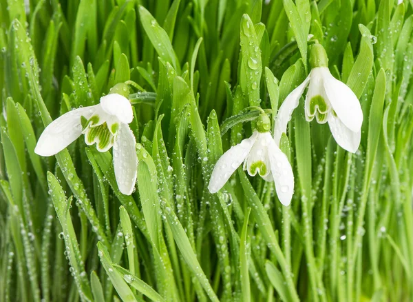 Fresh green spring grass with snowdrops flowers — Stock Photo, Image