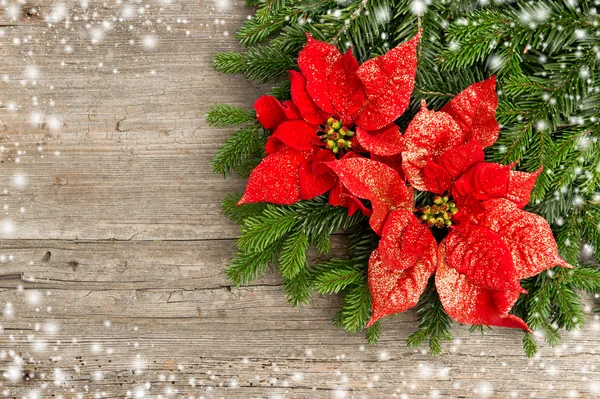 Christmas tree branch with poinsettiaon wooden background — Stock Photo, Image