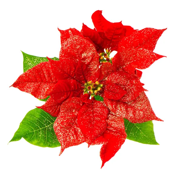 Röda julstjärna blossomwith gröna blad — Stockfoto