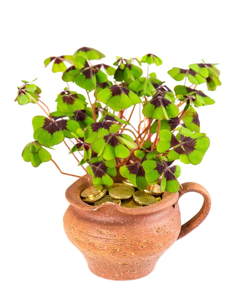 Pot with four leaf clover plant — Stock Photo, Image