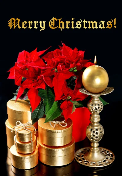 Flor roja de Navidad poinsettia con regalos de oro — Foto de Stock