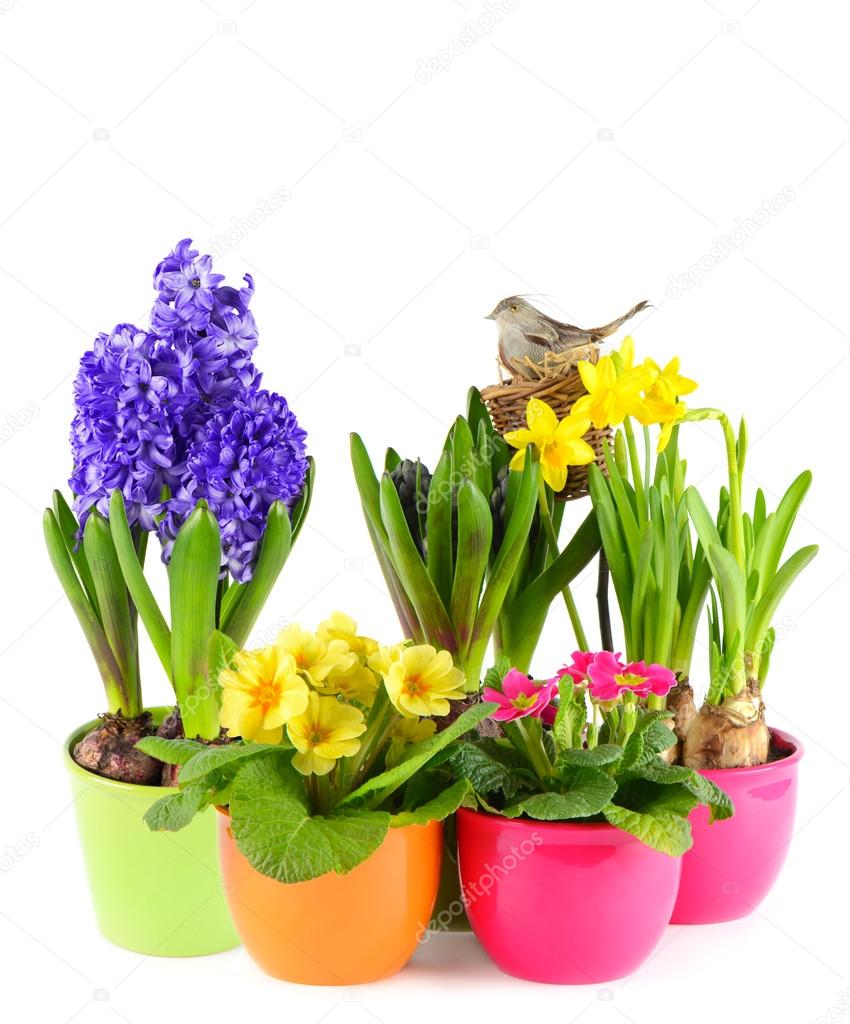 Colorful easter decoration with fresh spring flowers