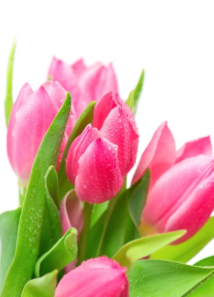 Hermosos tulipanes de primavera con gotas de agua —  Fotos de Stock