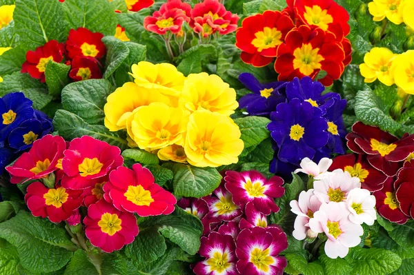 Ανάμικτες άνοιξη primulas. πολύχρωμο λουλούδι ανθοφορία — Φωτογραφία Αρχείου
