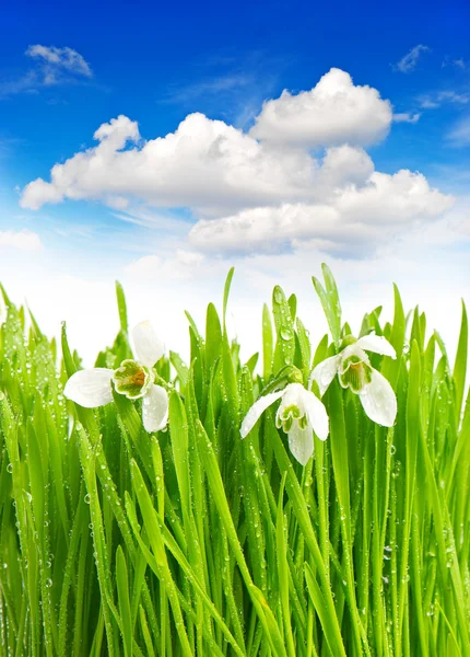 Schneeglöckchen im grünen Gras mit Wassertropfen — Stockfoto