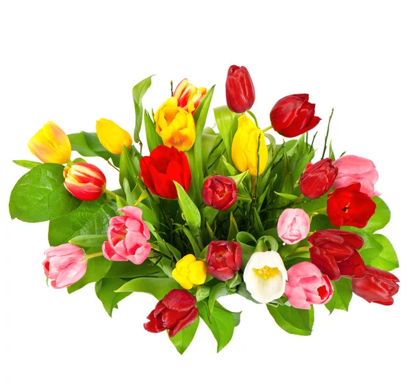 Świeże tulipany na białym tle — Zdjęcie stockowe