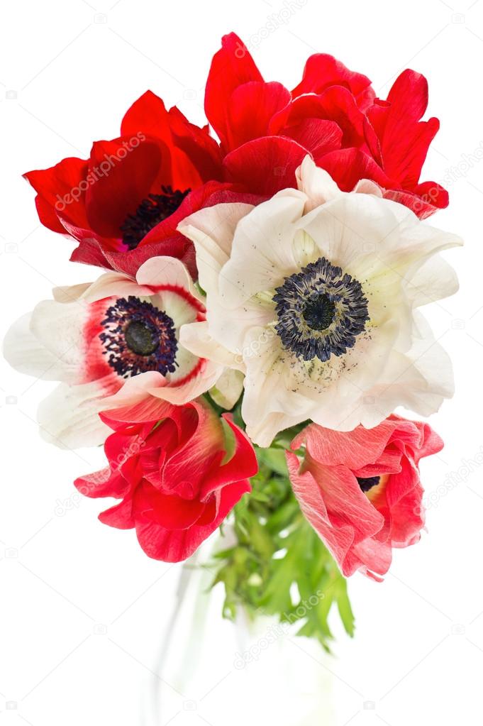bouquet of red, white and pink anemone flowers
