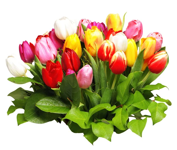 Bouquet of fresh spring tulips — Stock Photo, Image