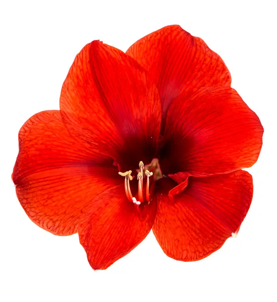 Red amaryllis flower with clipping path — Stock Photo, Image