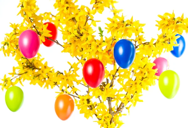 Fiori di forsythia e uova di Pasqua colorate — Foto Stock