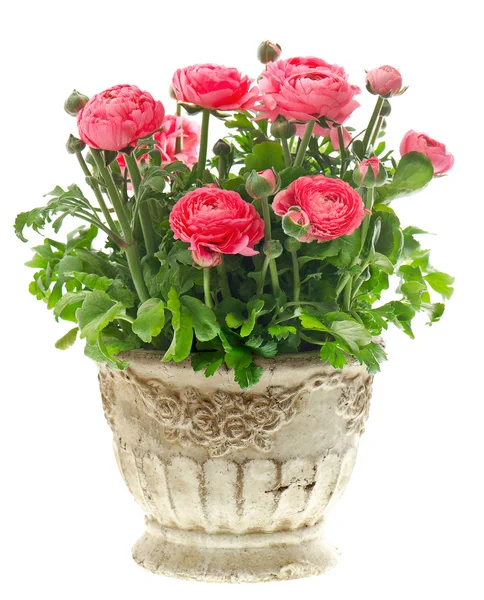 Beautiful pink ranunculus plant in vintage pot — Stock Photo, Image