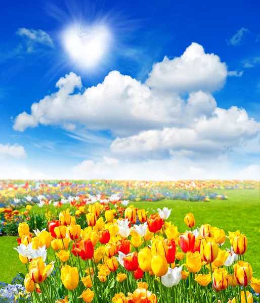 Flowers field with colorful assorted tulips — Stock Photo, Image