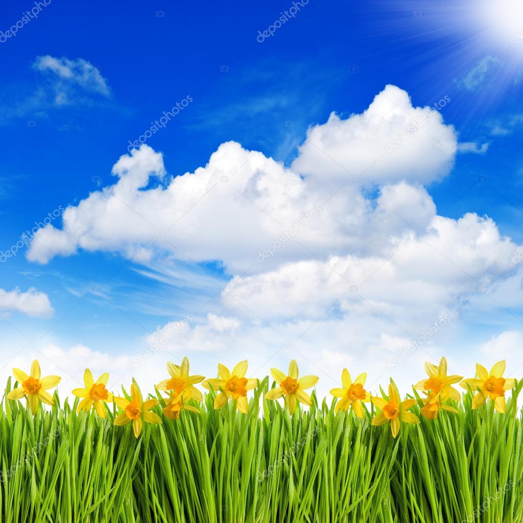 narcissus flowers in grass over sunny blue sky