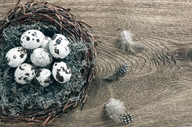 kuşlar yumurta yuvada ahşap zemin üzerinde