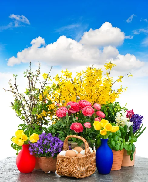 Bunte Frühlingsblumen und Ostereierdekoration — Stockfoto