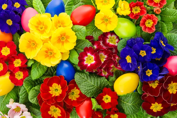 Flores de primula com decoração de ovos de Páscoa colorida — Fotografia de Stock