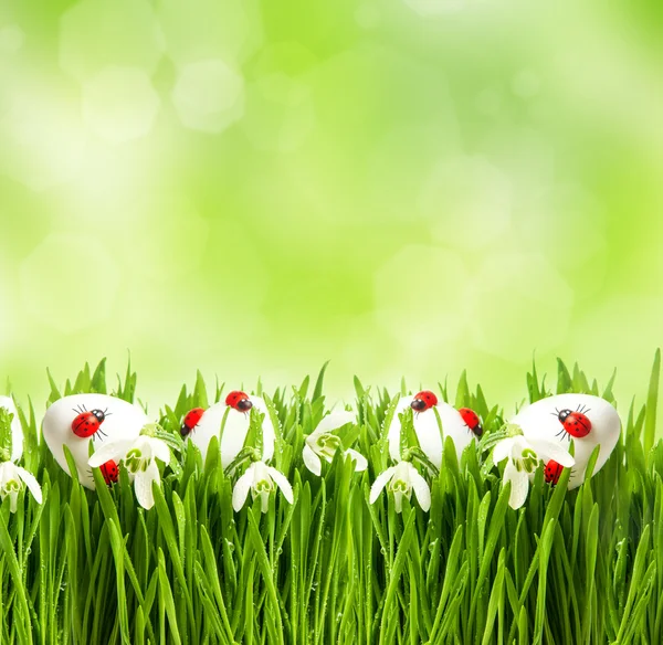 Herbe verte fraîche avec des fleurs et des œufs de Pâques — Photo