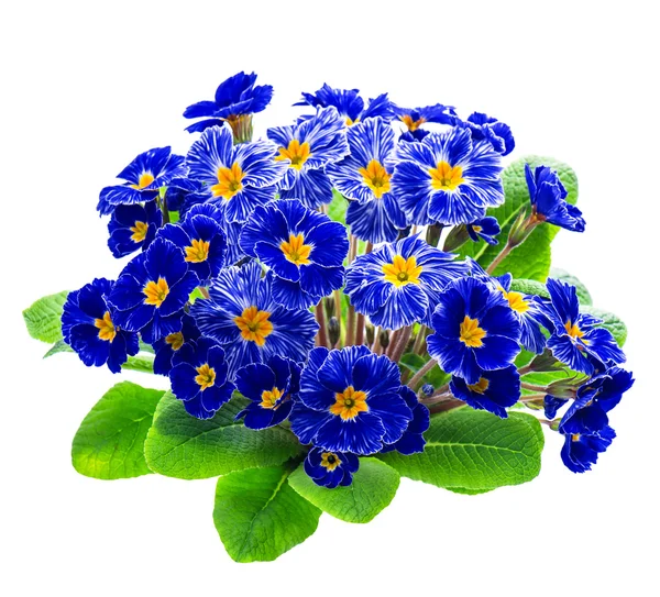 Blue primulas isolated on white background — Stock Photo, Image