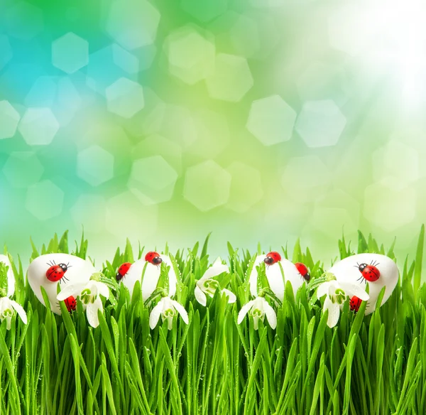 Fresh green grass with flowers and easter eggs — Stock Photo, Image