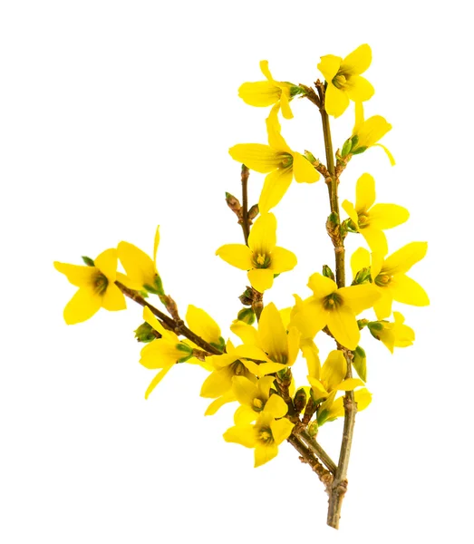 Forsythia florescendo isolado no branco — Fotografia de Stock