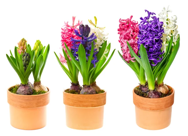 Fresh hyacinth flowers in pot on white — Stock Photo, Image