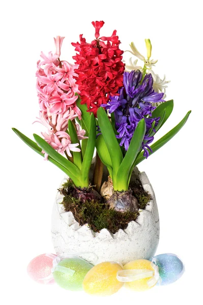 Fresh hyacinth flowers in easter egg pot — Stock Photo, Image